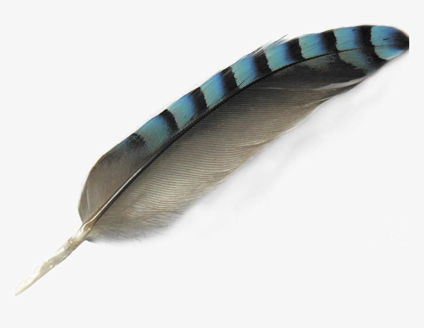 Transparent Feathers Turquoise - Transparent Background Bird Feather Free, HD Png Download, Free Download