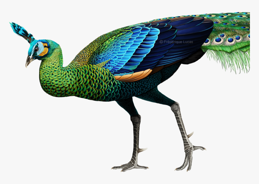 Pavo Muticus Png, Transparent Png, Free Download