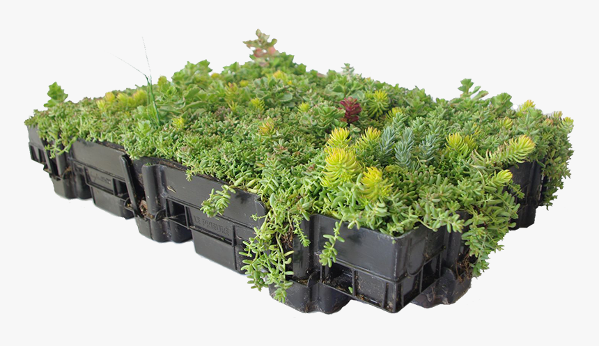 Sedum Green Roof Trays, HD Png Download, Free Download