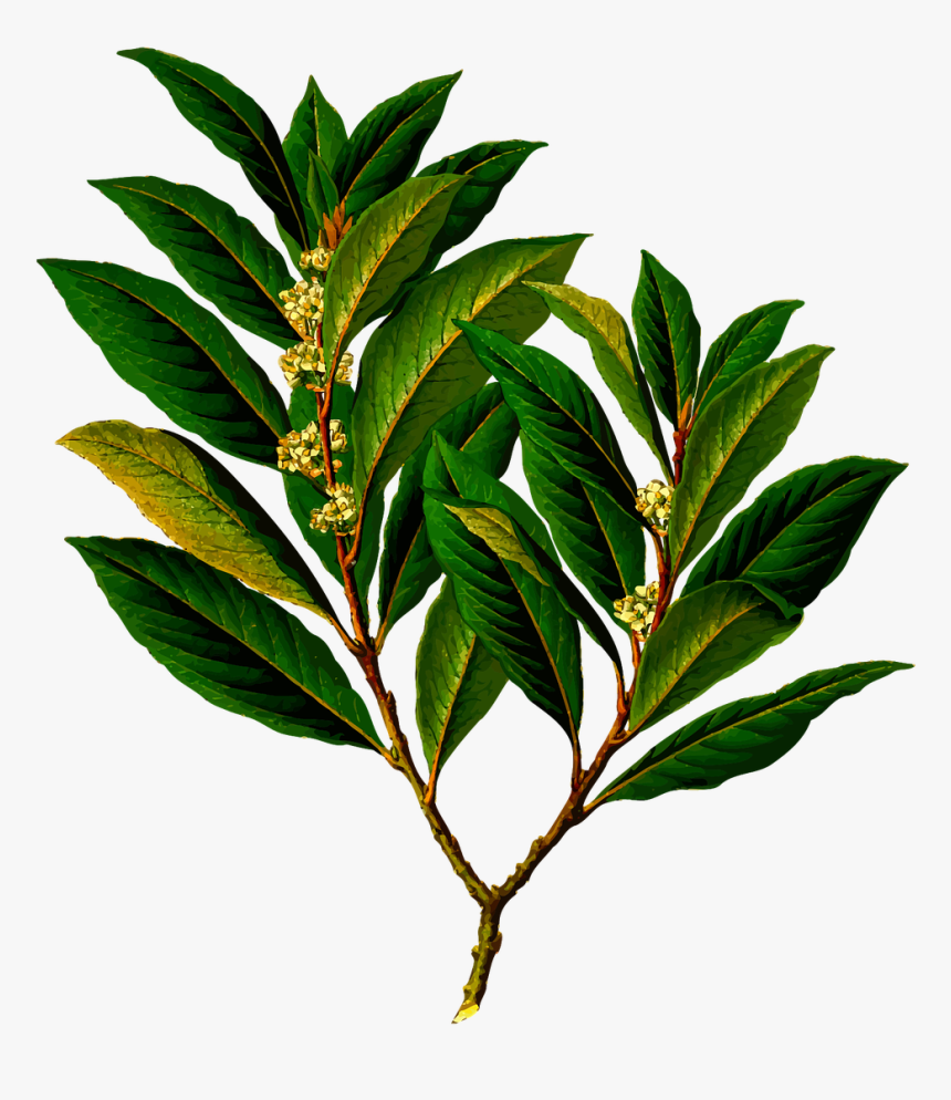 Laurel Bay Leaves, HD Png Download, Free Download