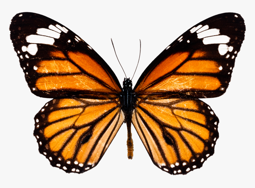 Monarch Butterfly Png, Transparent Png, Free Download