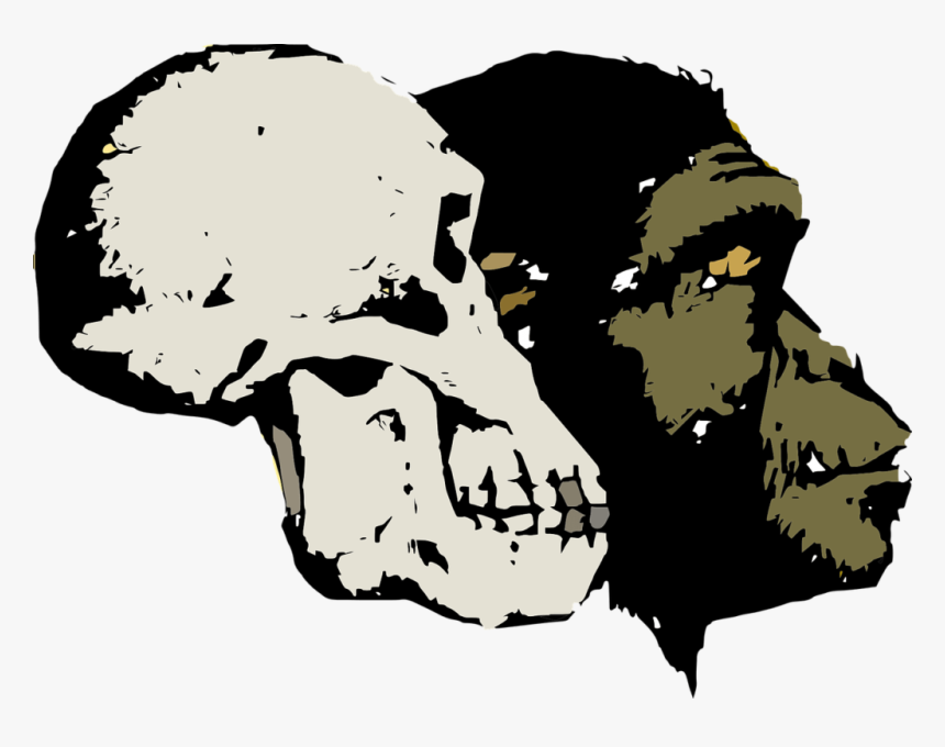 Evolution, Skull, Head, Old, Artifact, Excavation, - Creationism Theory Transparent Background, HD Png Download, Free Download