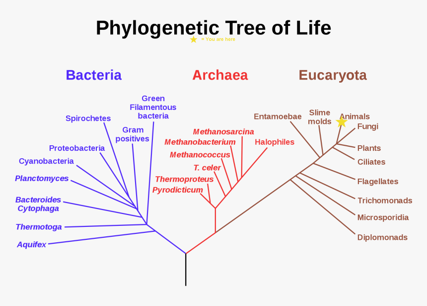 Current Location In Evolution - Phylogenetic Tree Of Life, HD Png Download, Free Download