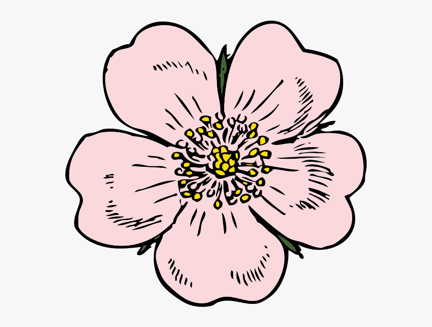 Free Vector Wild Rose Clip Art - Alberta Wild Rose Drawing, HD Png Download, Free Download