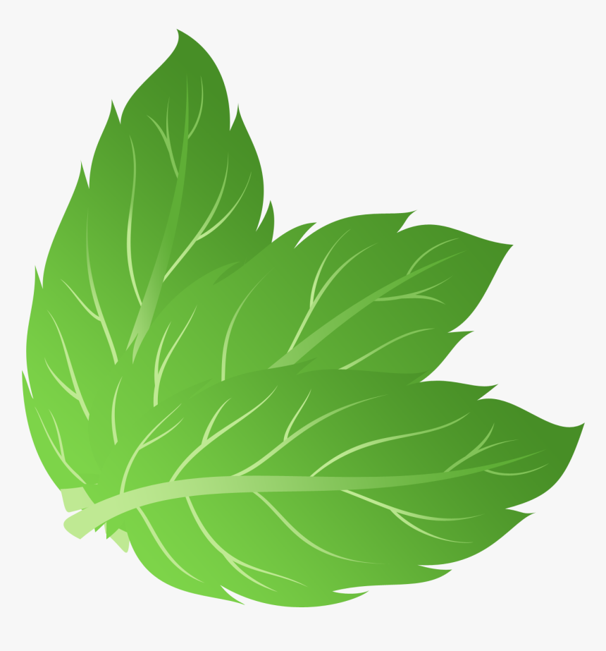 Mint Png - Mint Leaves Png Vector, Transparent Png, Free Download