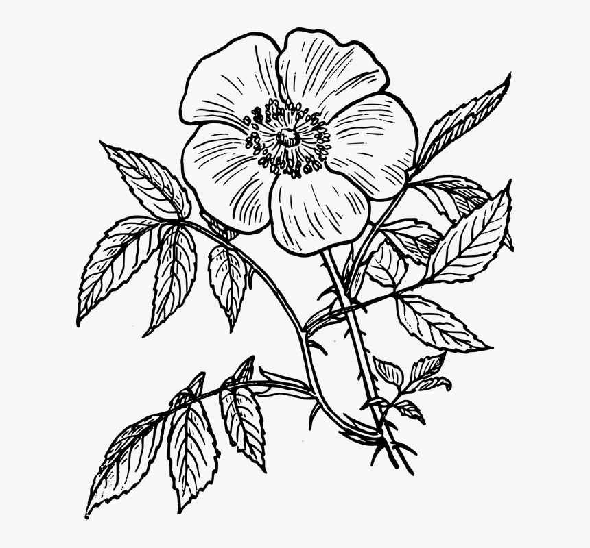 Eglantine, Roses, Plants, Flowers, Leaves, Stems - Flower Line Drawing, HD Png Download, Free Download