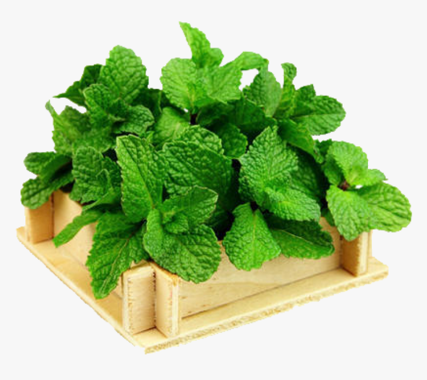 Peppermint Mint, HD Png Download, Free Download