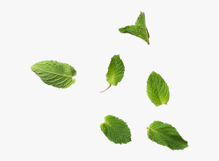 Apple-mint - Leaf Mint Leaves Png, Transparent Png, Free Download