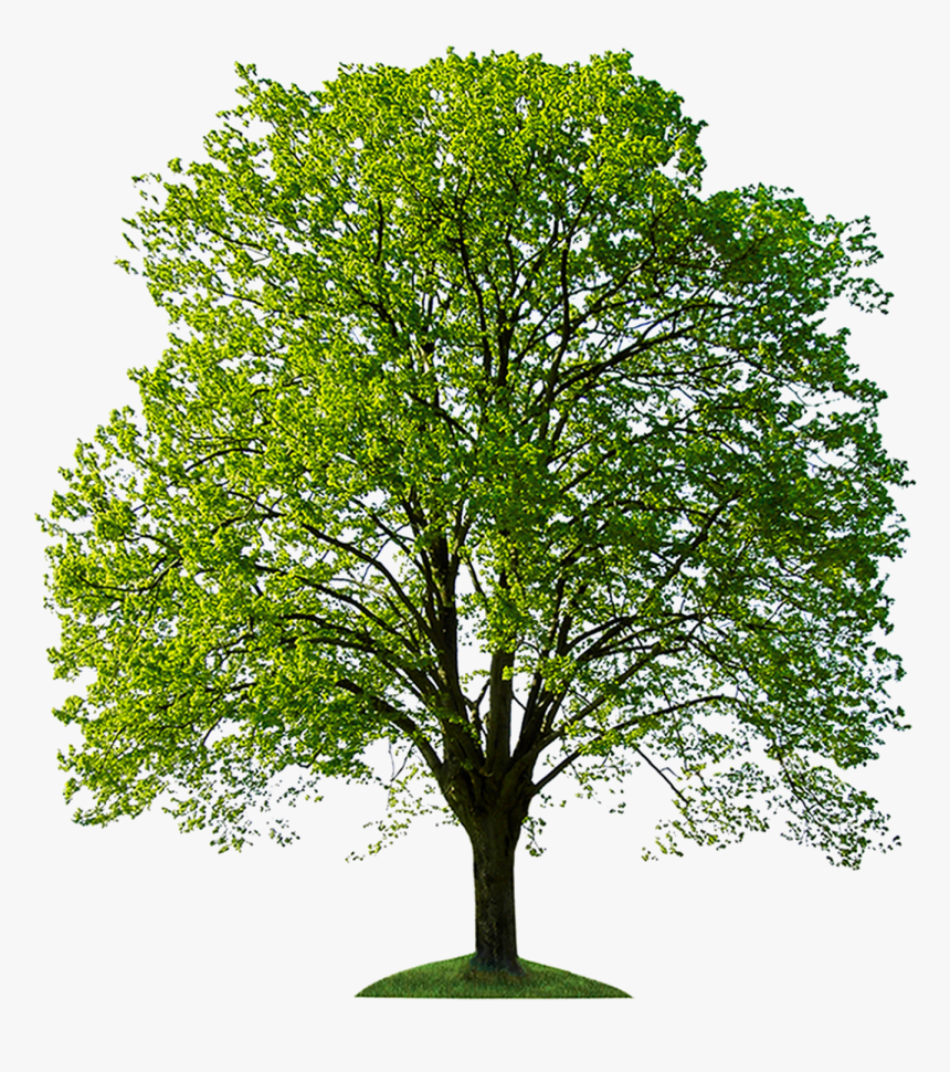 Backgrounds File, For Computer Pictures - Tree For Photoshop Hd, HD Png Download, Free Download