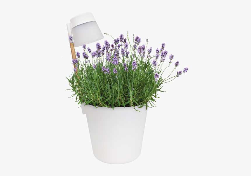 Lavandula Lanata, HD Png Download, Free Download