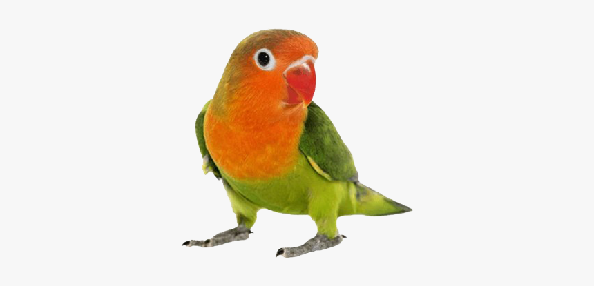 Love Birds Transparent File - Pet Bird Png, Png Download, Free Download