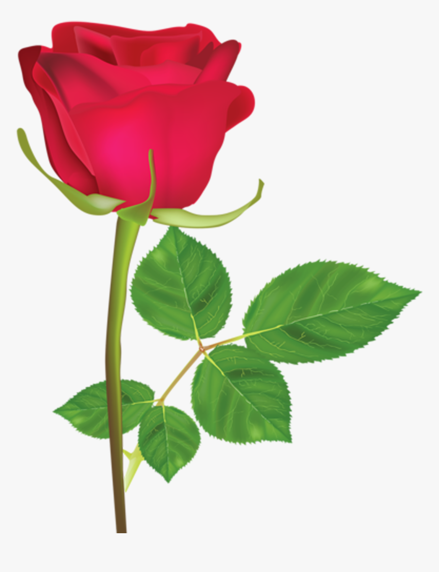 Flower,flowering Plant,rose,hybrid Tea Rose,plant,garden - Rosa Roja En Png, Transparent Png, Free Download