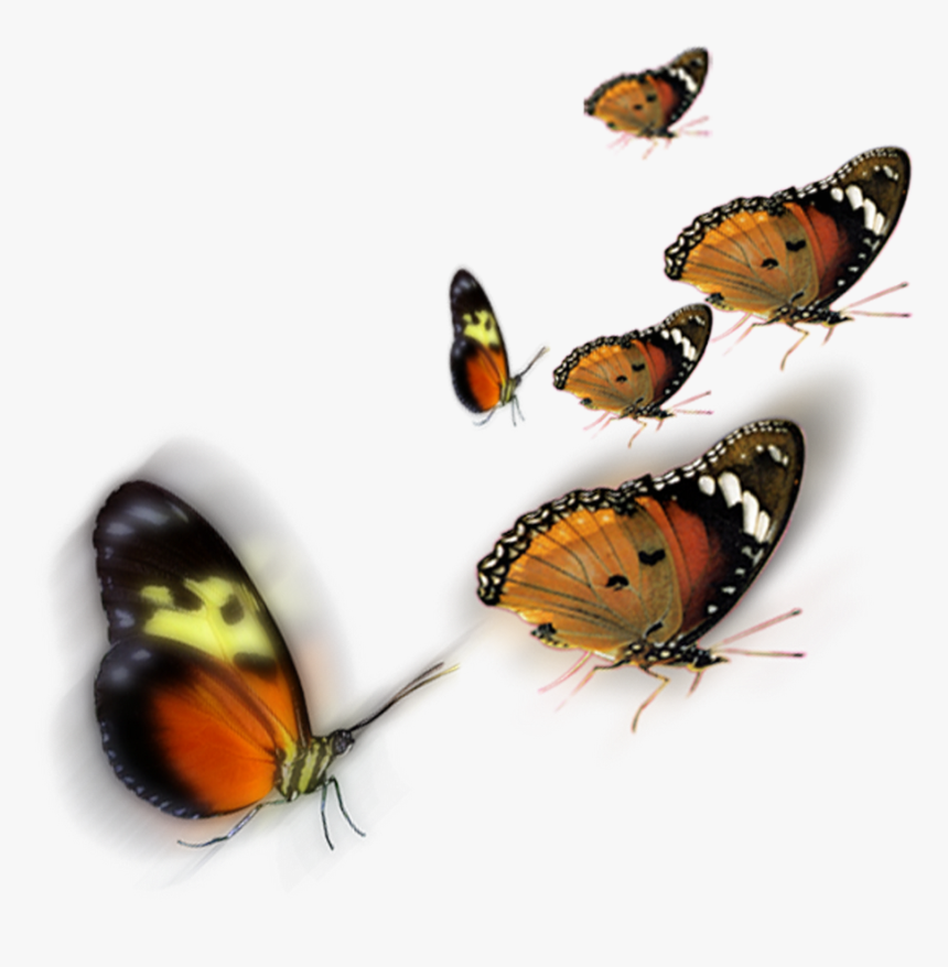 Transparent Butterfly Png Image - Transparent Butterflies For Photoshop, Png Download, Free Download