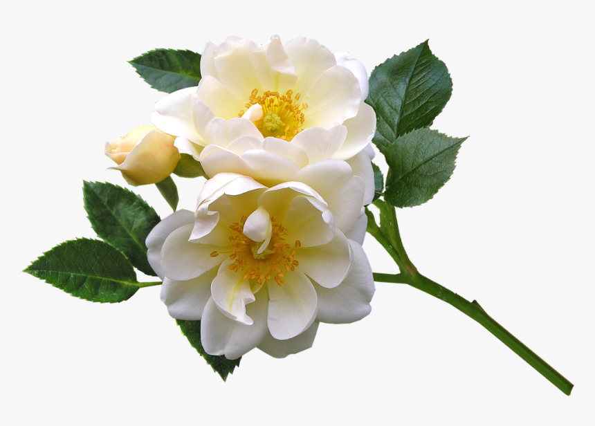 Roses, White, Flowers, Blooms, Plant, Garden - Rose, HD Png Download, Free Download