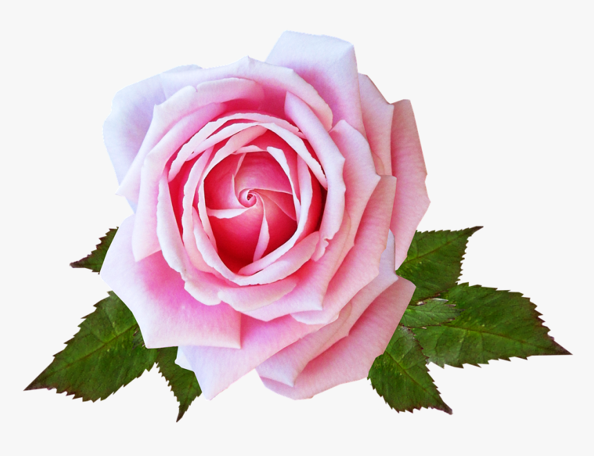 Rose, Pink, Flower, Plant, Garden - Imagenes De Rosa De Flor, HD Png Download, Free Download