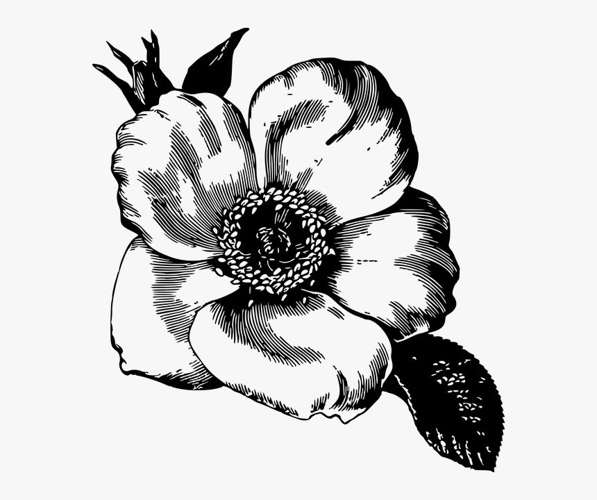 Flower Illustration - Black And White Flower Illustration, HD Png Download, Free Download