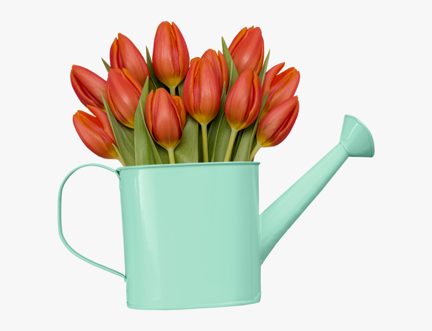 Turkestan Tulip, HD Png Download, Free Download