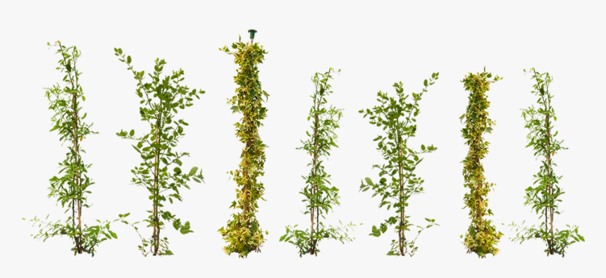 Climbing Plants Png, Transparent Png, Free Download