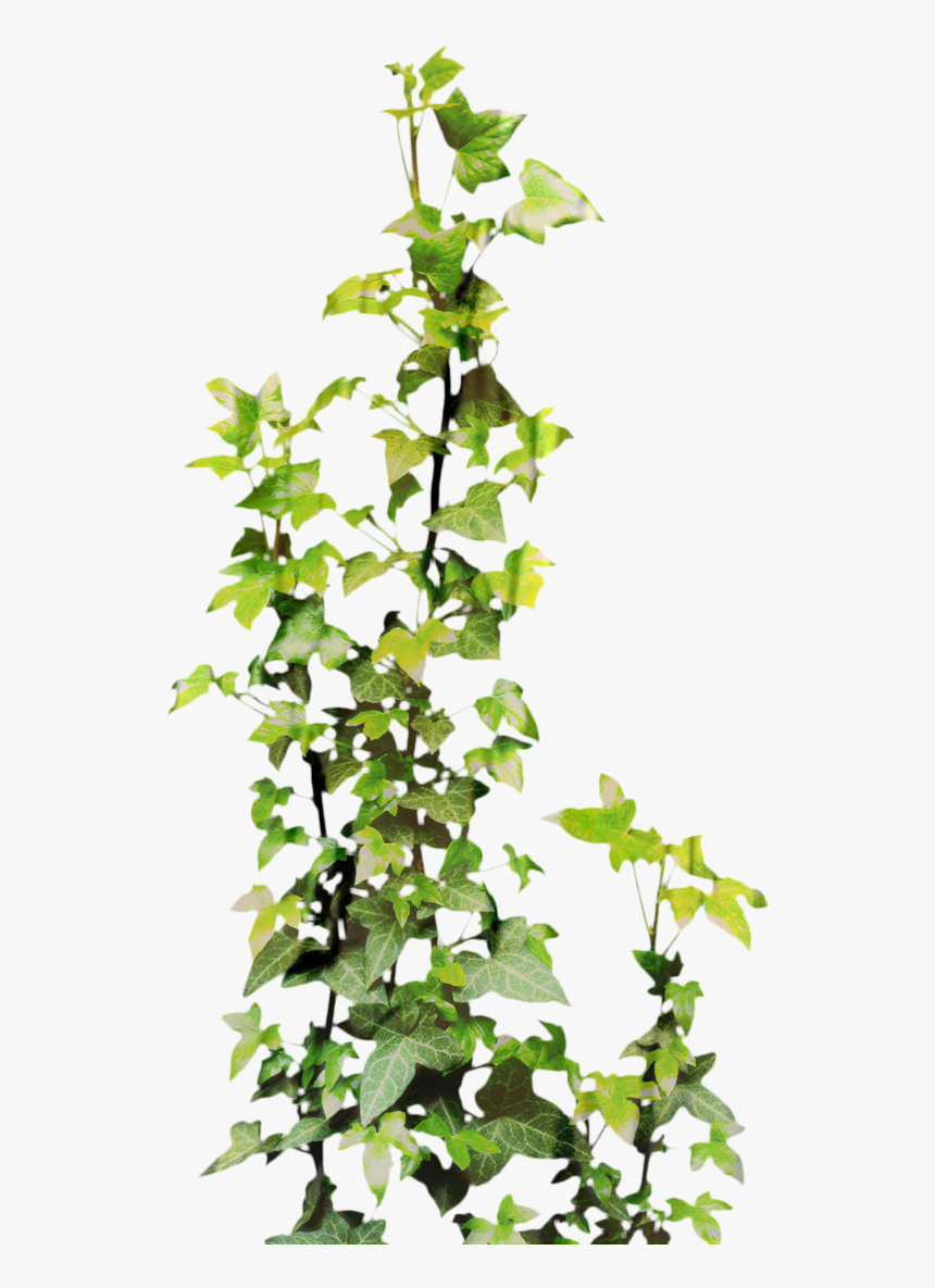 Plants Png Ivy, Transparent Png, Free Download