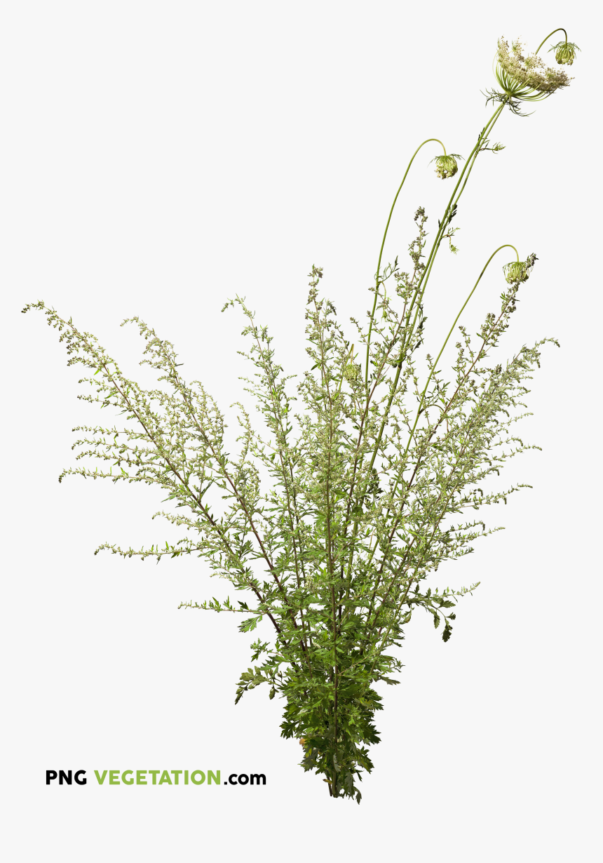 Wild Plants Png, Transparent Png, Free Download