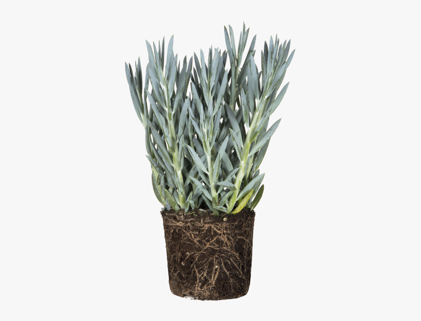 Silverbush, HD Png Download, Free Download