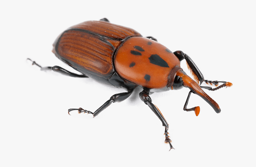 Oil Palm Pollination Weevil, HD Png Download, Free Download