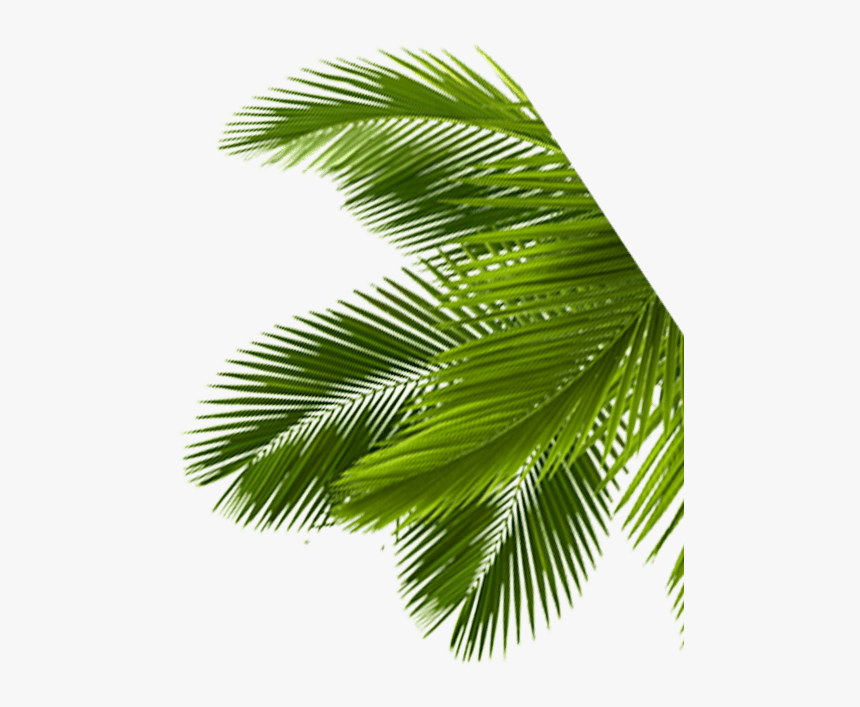 Palms, HD Png Download, Free Download
