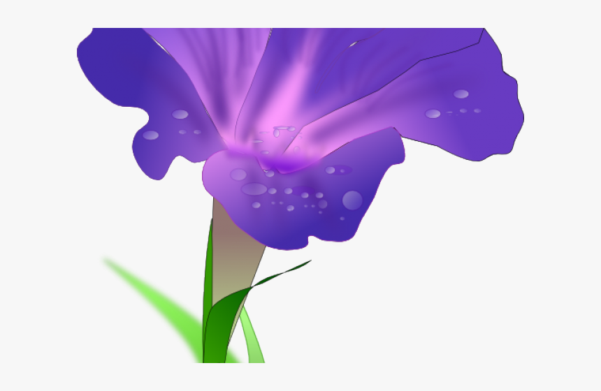 Morning Glory Flower Png, Transparent Png, Free Download