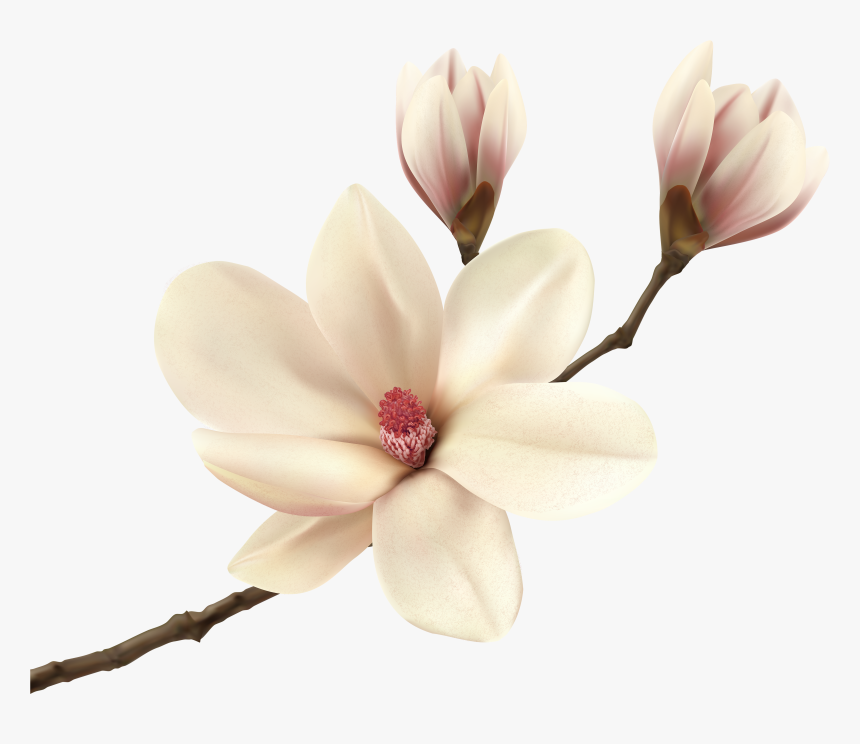 White Spring Branch Png - Magnolia Clip Art, Transparent Png, Free Download