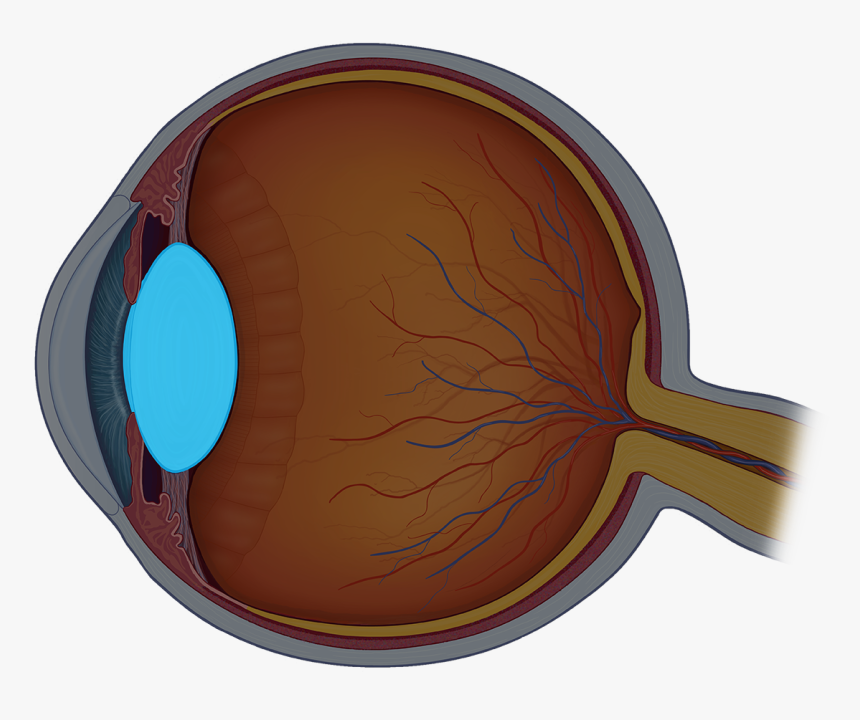 Eye Structure Png, Transparent Png, Free Download