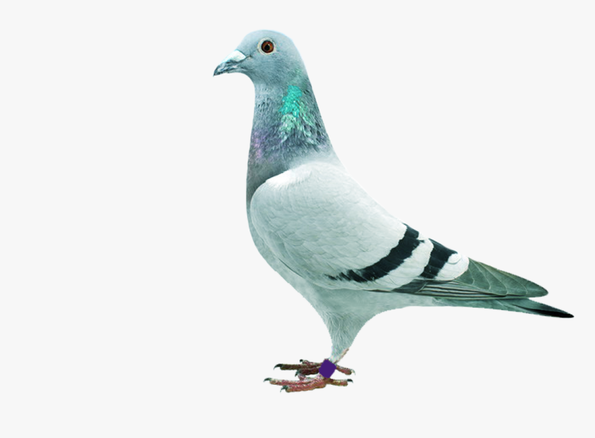 Homing Pigeon Stock Dove Columbidae Download - Pigeons And Doves, HD Png Download, Free Download