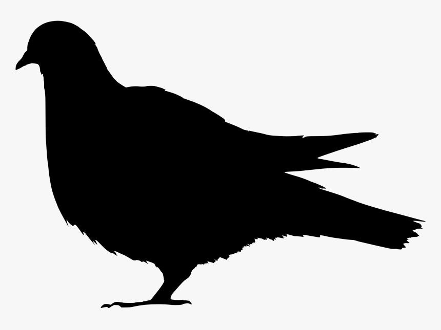 Silhouette Of A Pigeon, HD Png Download, Free Download