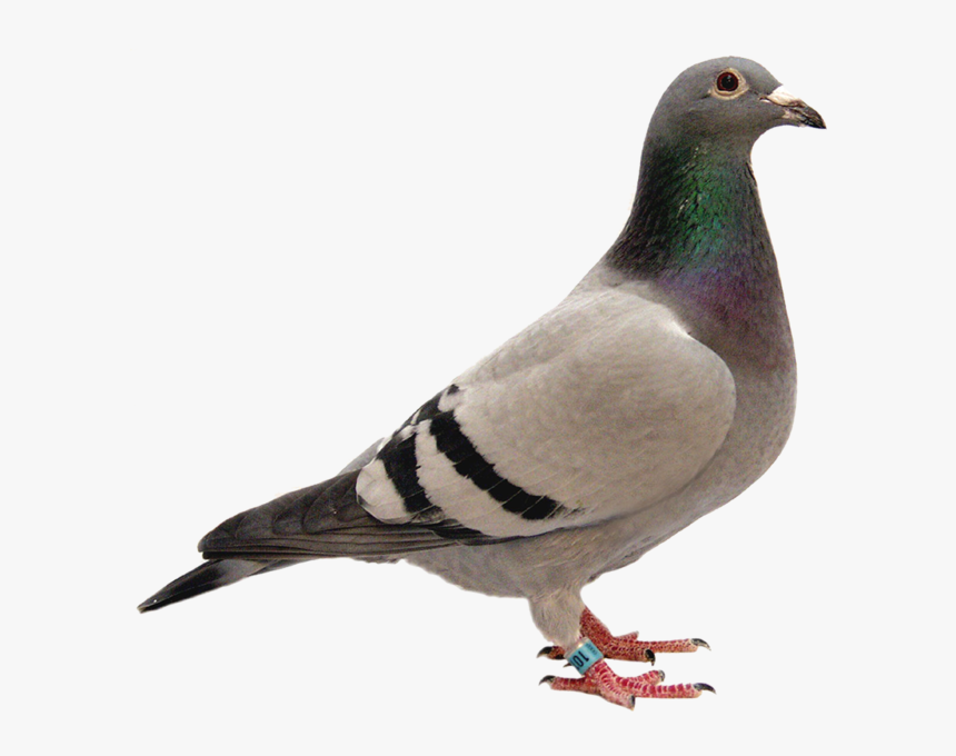 Tom Lock Racing Pigeons, HD Png Download, Free Download