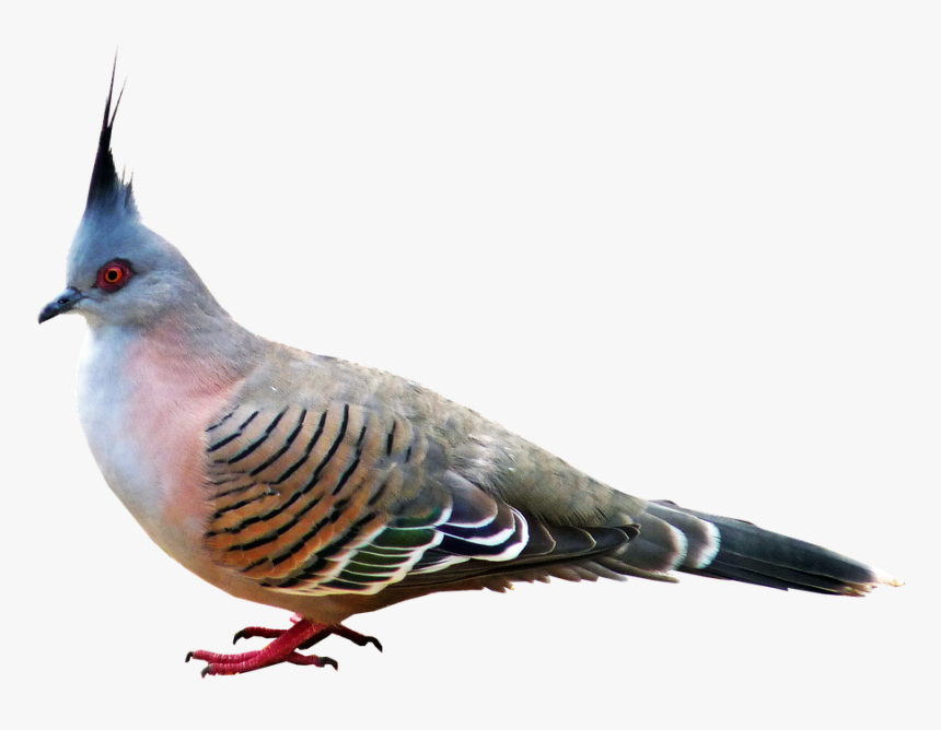 Pigeon, Bird, Nature, Wildlife, Ornithology - Bulbul, HD Png Download, Free Download