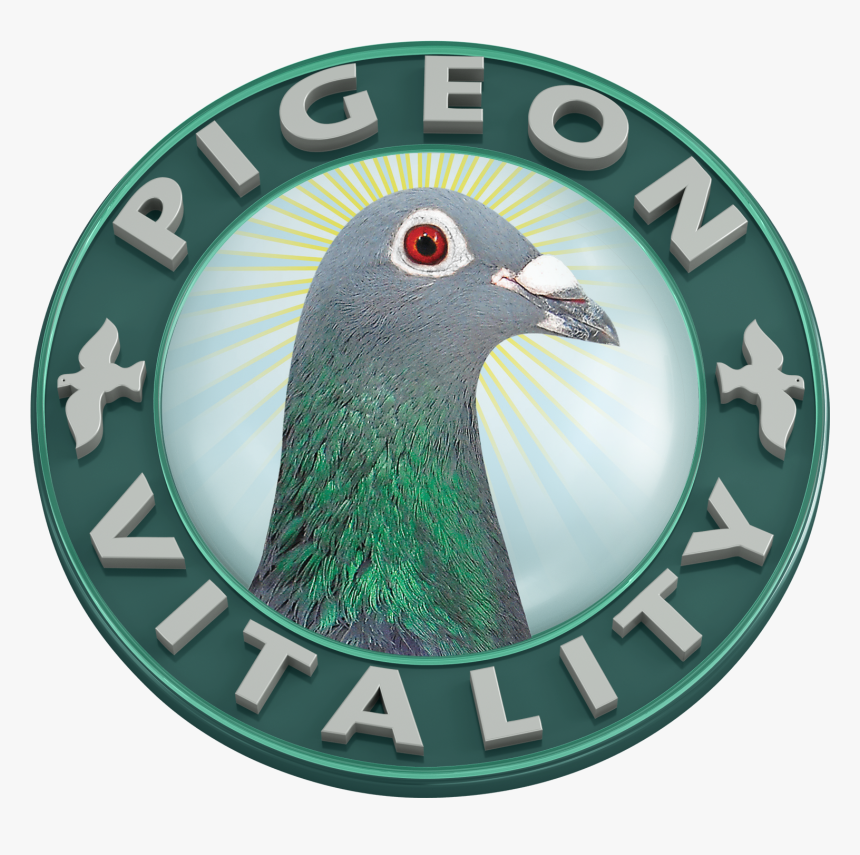 Pigeon Vitality, HD Png Download, Free Download