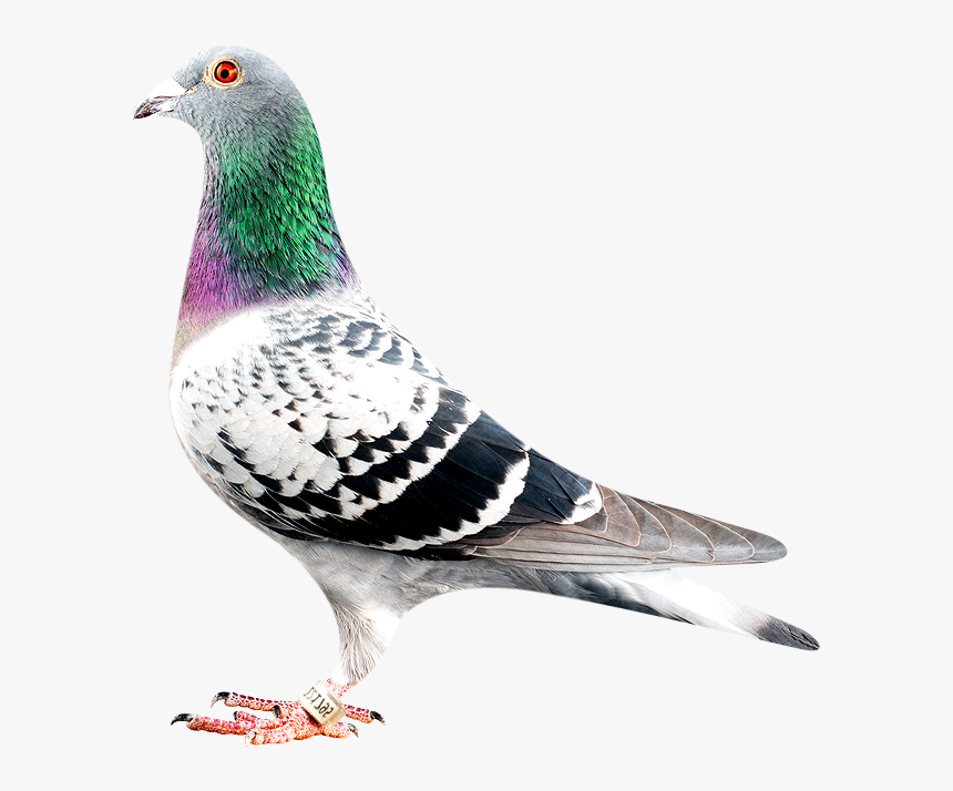 Racing Pigeon, HD Png Download, Free Download