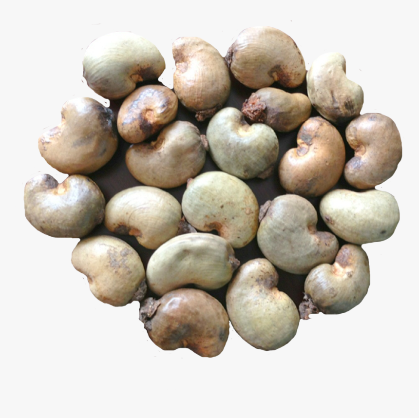 Vietnam Special Raw Cashew Nuts For Sale - Raw Cashew Nut Images Download, HD Png Download, Free Download