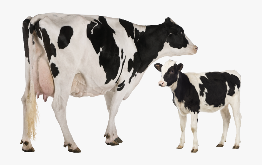 Holstein Friesian Cattle Heck Cattle Jersey Cattle - Heat Stress Cattle Pathway, HD Png Download, Free Download