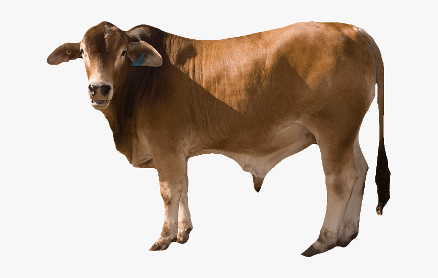 Cow Png Free Download - Cow Png, Transparent Png, Free Download