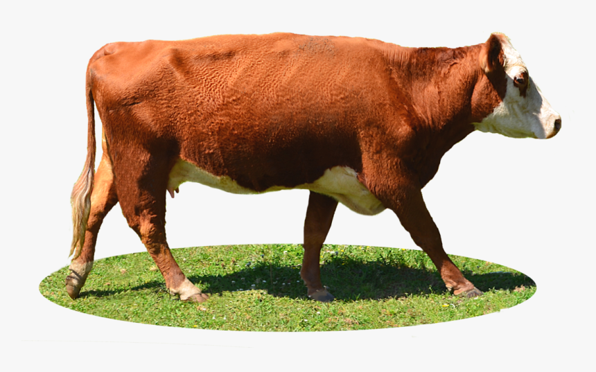 Cow Png, Transparent Png, Free Download