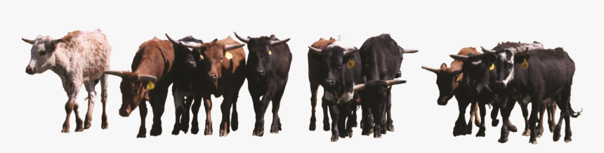 A Herd Of Cattle - Herd Of Cows Png, Transparent Png, Free Download