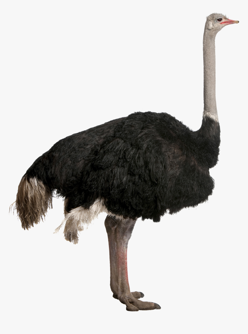 Ostrich Png, Transparent Png, Free Download