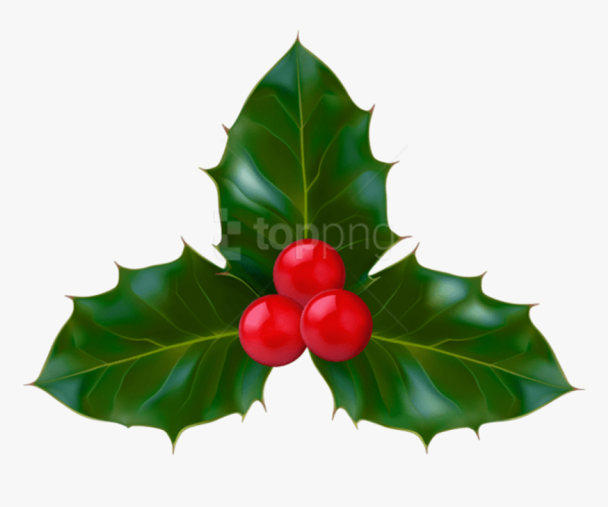 Holly,leaf,american Plant,tree,woody Plant,hollyleaf - Holly Png, Transparent Png, Free Download