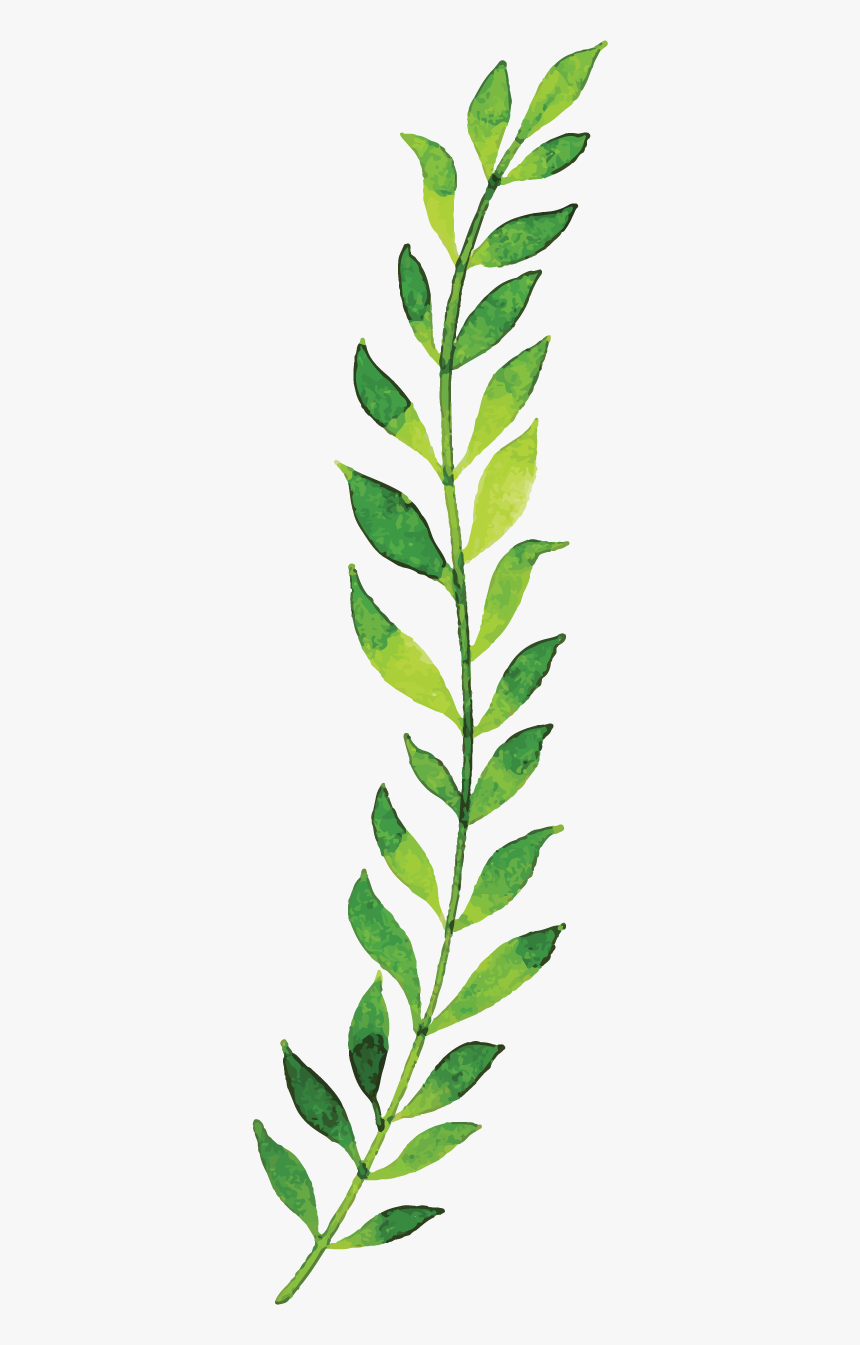 Tea Plant, HD Png Download, Free Download