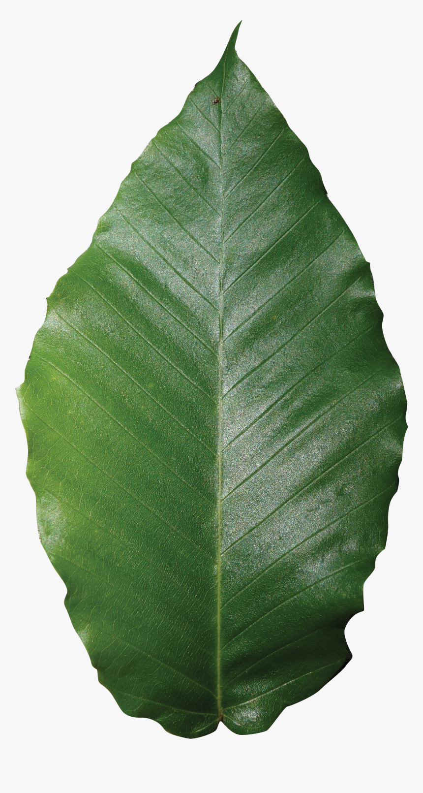 Beech Tree Leaf Png - Beech Leaf Transparent Background, Png Download, Free Download