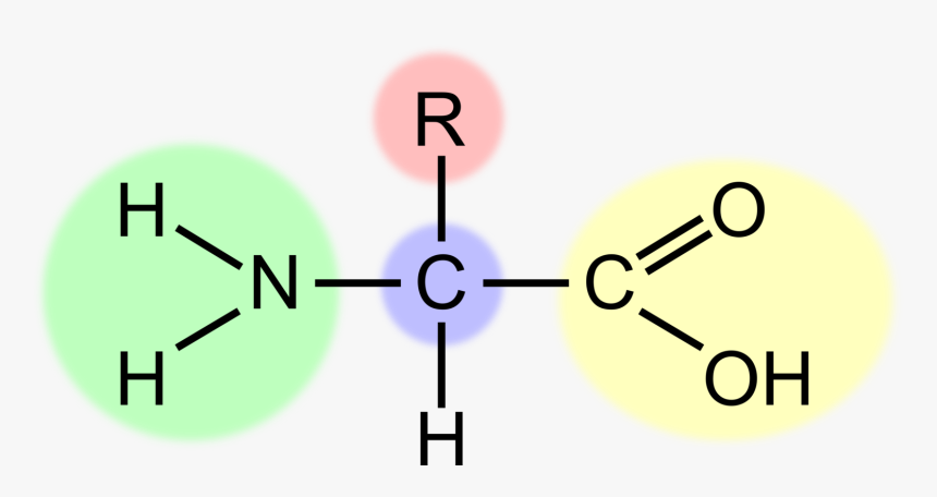 Human Behavior,angle,area - Amino Acid Clipart, HD Png Download, Free Download
