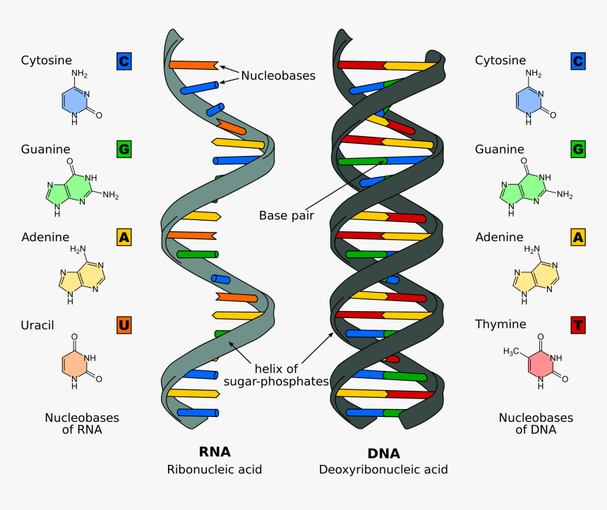 Replication Structure Stages Of - Nucleic Acid, HD Png Download, Free Download