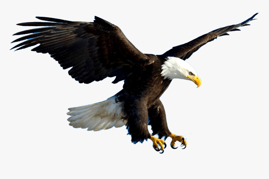 Eagle Flying Psd , Png Download - Eagles Flying Png, Transparent Png, Free Download