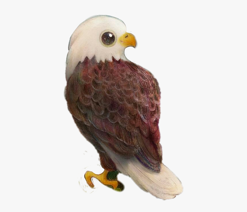 #aguila #aves - Bald Eagle Kawaii Drawing, HD Png Download, Free Download