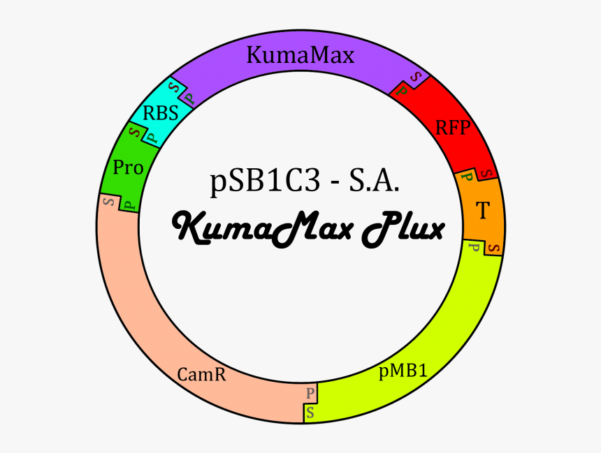 Circulo "
 Src="http - Harlow Solid Italic, HD Png Download, Free Download